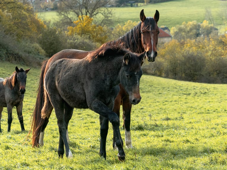 Berber Mare Foal (06/2025) in Langerwehe