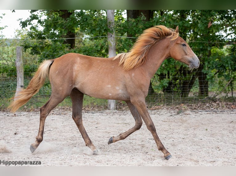 Berber Mare Foal (04/2024) in Löwenberger Land