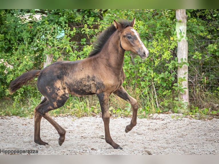 Berber Mare Foal (04/2024) in Löwenberger Land