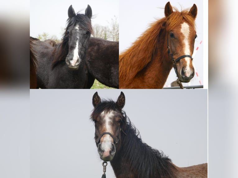 Berber Mare Foal (04/2024) in Löwenberger Land