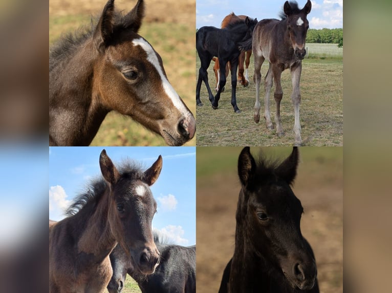 Berber Mare Foal (04/2024) in Löwenberger Land