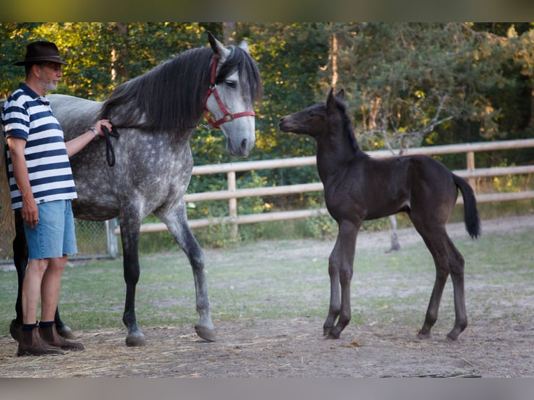 Berber Merrie 11 Jaar 162 cm Brown Falb schimmel in Walsrode