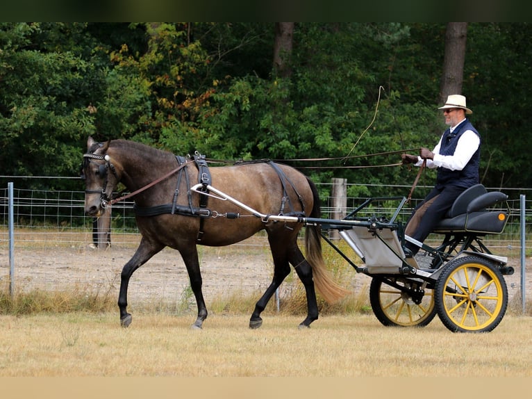 Berber Merrie 11 Jaar 162 cm Brown Falb schimmel in Walsrode