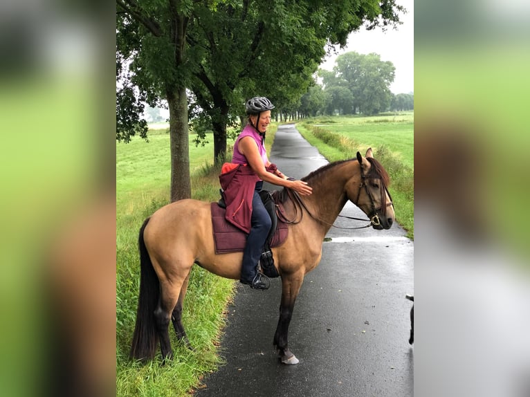 Berber Merrie 12 Jaar 154 cm Falbe in Ottersberg
