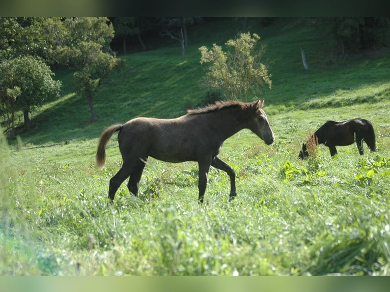 Berber Merrie 1 Jaar 156 cm Schimmel in Grafschaft