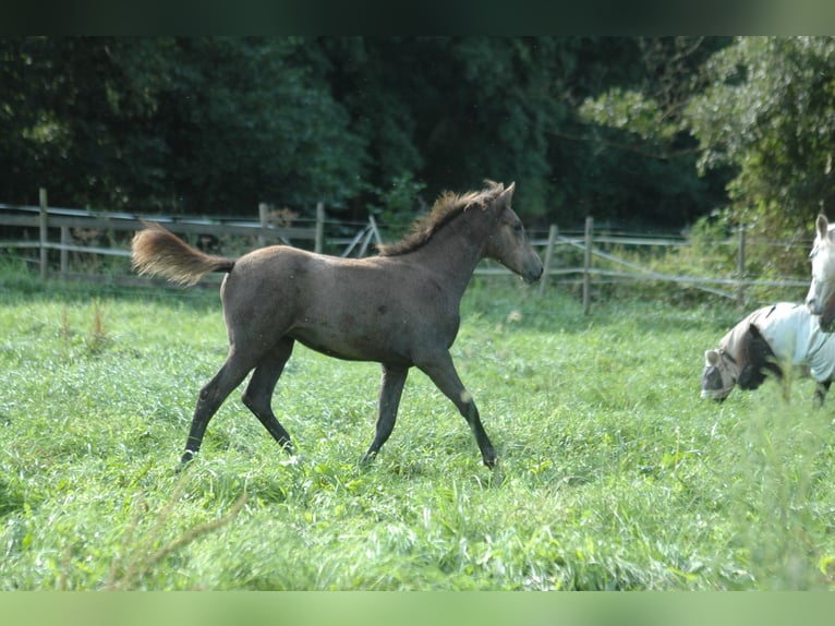 Berber Merrie 1 Jaar 156 cm Schimmel in Grafschaft