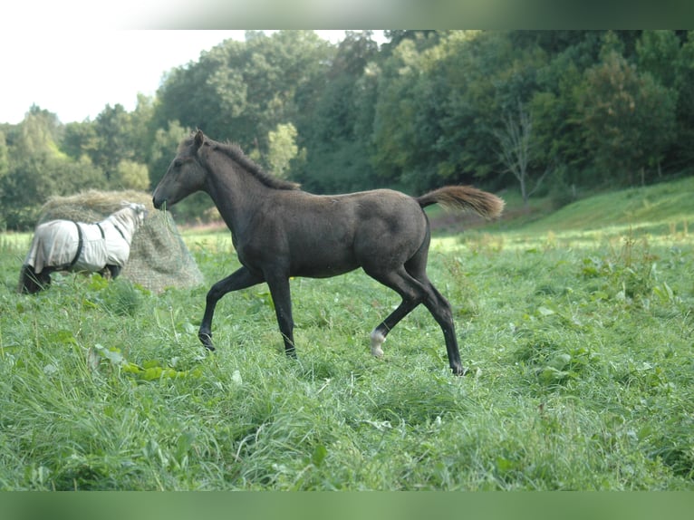 Berber Merrie 1 Jaar 156 cm Schimmel in Grafschaft