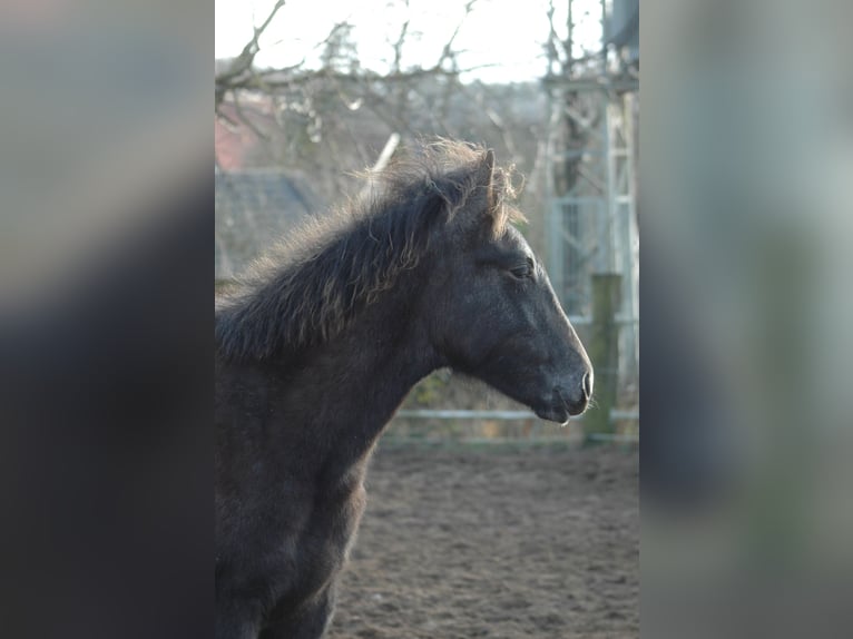 Berber Merrie 1 Jaar 156 cm Schimmel in Grafschaft