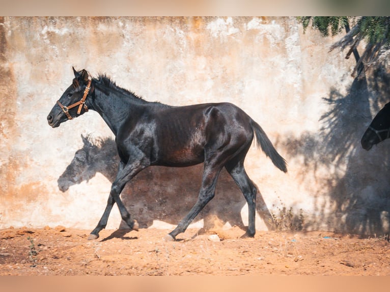 Berber Merrie 1 Jaar 156 cm Zwart in Casablanca