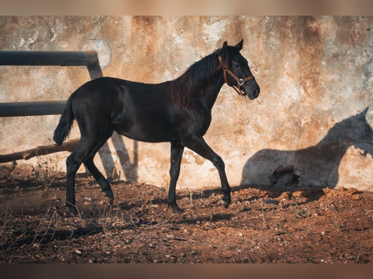 Berber Merrie 1 Jaar 156 cm Zwart in Casablanca