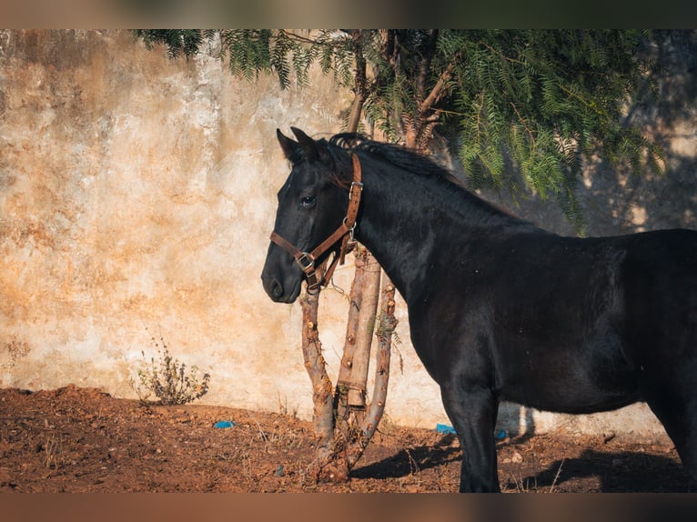 Berber Merrie 1 Jaar 156 cm Zwart in Casablanca