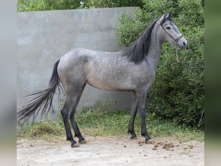 Berber Merrie 2 Jaar 154 cm in Marseille 15