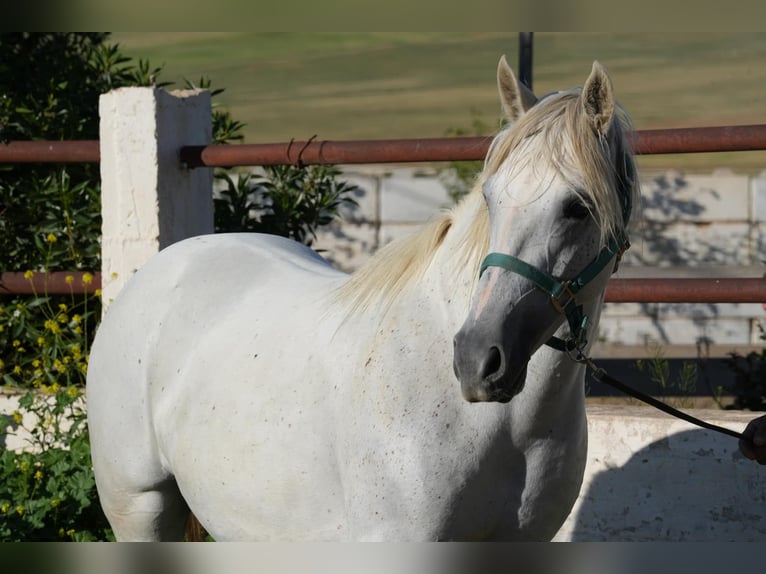 Berber Merrie 2 Jaar 155 cm in Souk Ahras Rp