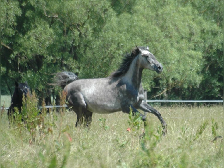 Berber Merrie 2 Jaar 155 cm Schimmel in Grafschaft