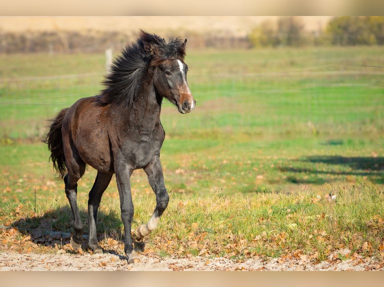 Berber Merrie 2 Jaar Zwartschimmel in L&#xF6;wenberger Land