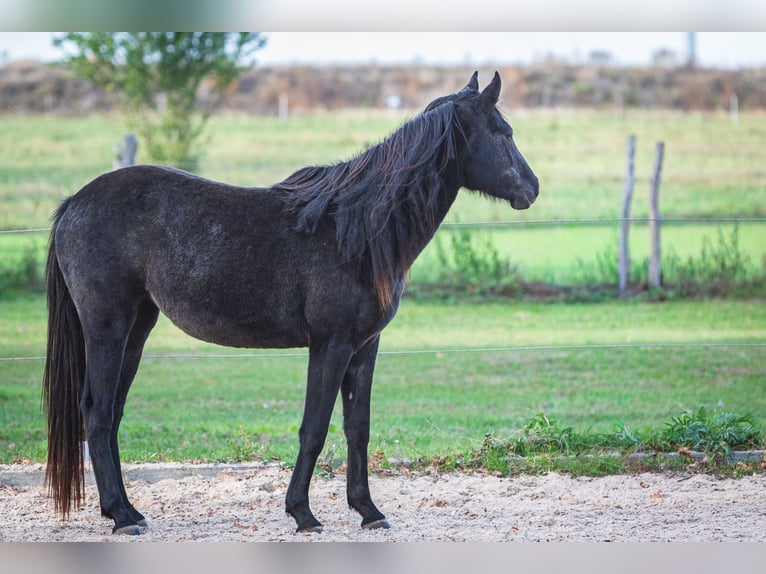 Berber Merrie 2 Jaar Zwartschimmel in L&#xF6;wenberger Land