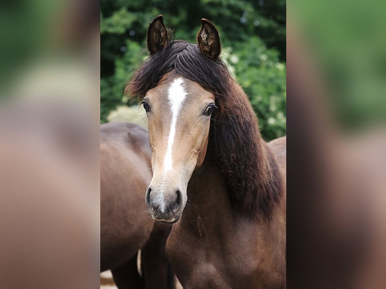 Berber Merrie 3 Jaar Buckskin in Harpstedt