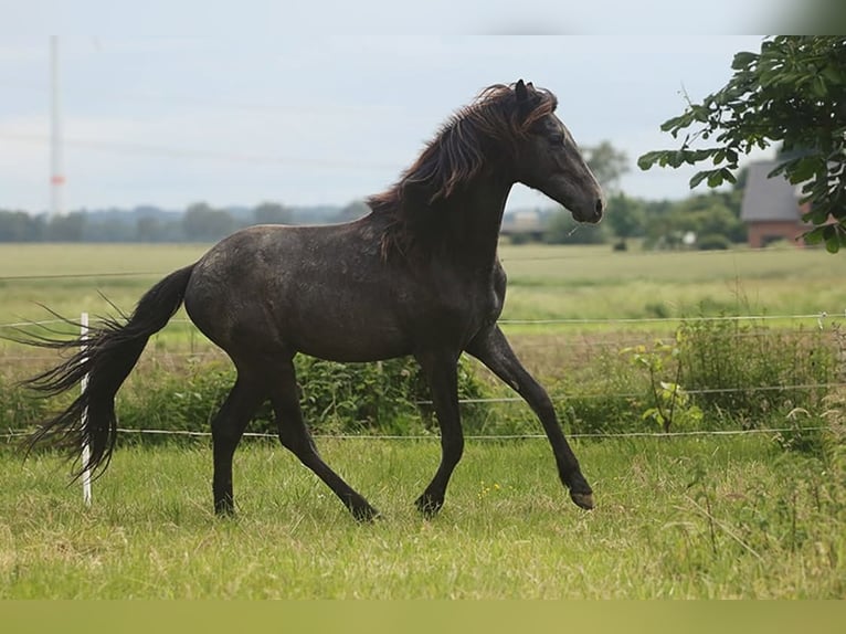Berber Merrie 3 Jaar Buckskin in Harpstedt