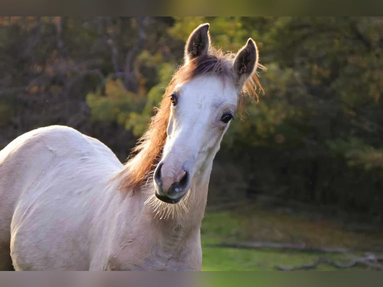 Berber Merrie 3 Jaar in Stelzenberg