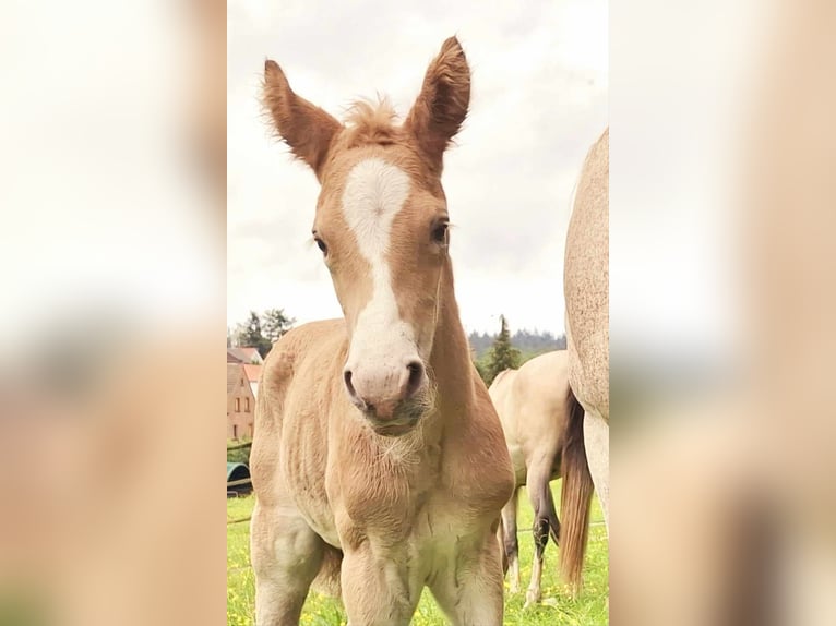 Berber Merrie 3 Jaar in Stelzenberg