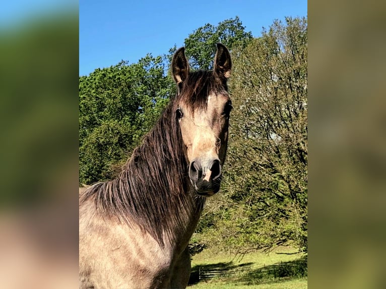 Berber Merrie 3 Jaar in Stelzenberg