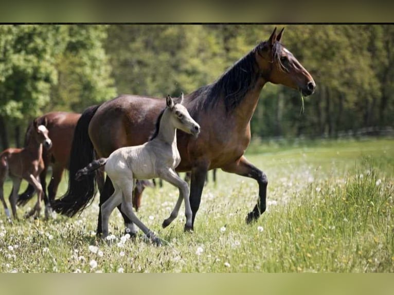 Berber Merrie 3 Jaar in Stelzenberg