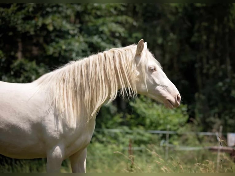 Berber Merrie 3 Jaar in Stelzenberg