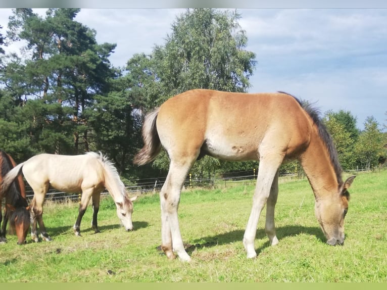 Berber Merrie 3 Jaar in Stelzenberg