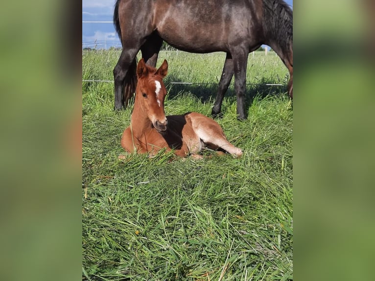 Berber Merrie 4 Jaar 154 cm Vos in Langerwehe