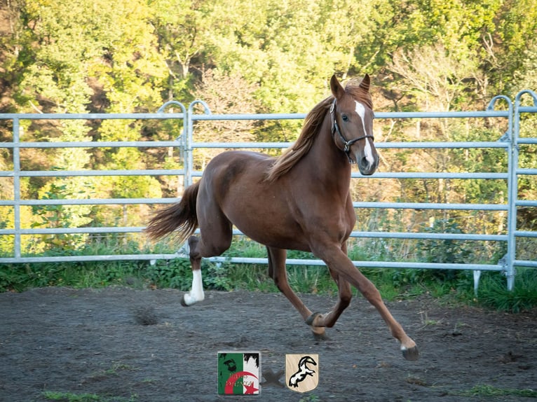 Berber Merrie 4 Jaar 155 cm Roodvos in Langerwehe