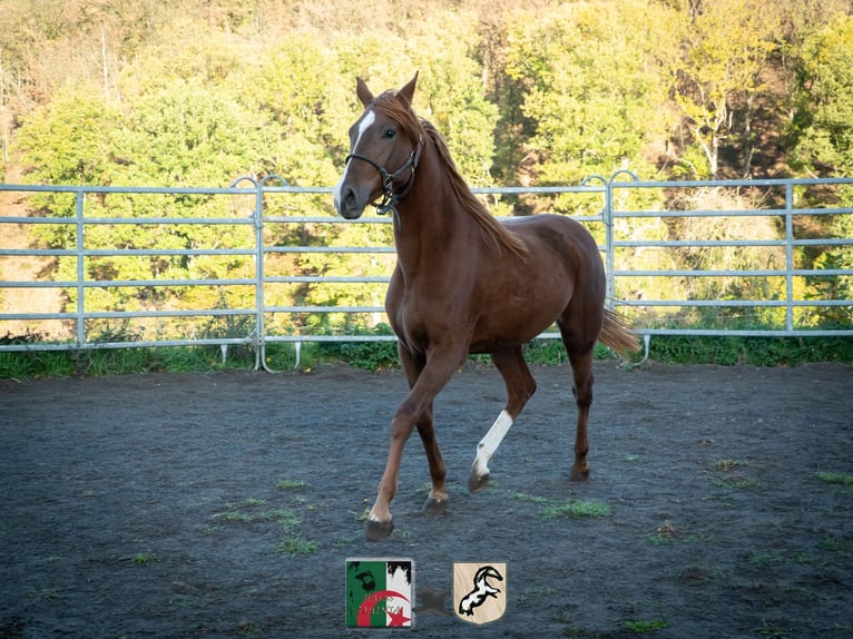 Berber Merrie 4 Jaar 155 cm Roodvos in Langerwehe