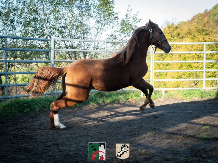 Berber Merrie 4 Jaar 155 cm Roodvos in Langerwehe