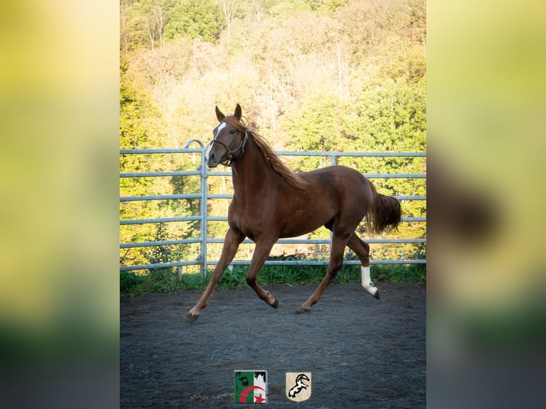 Berber Merrie 4 Jaar 155 cm Roodvos in Langerwehe