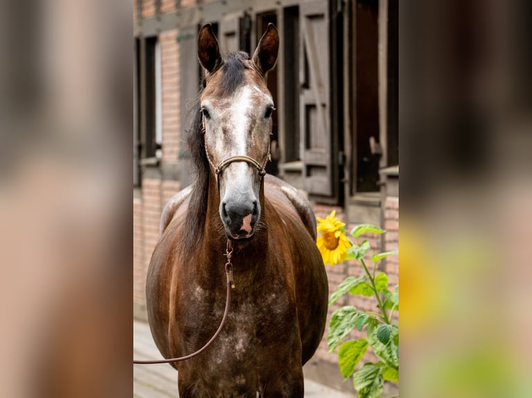 Berber Merrie 4 Jaar 156 cm Schimmel in Steinhagen