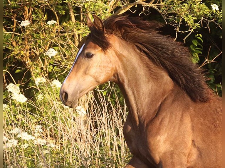 Berber Merrie 4 Jaar Buckskin in Harpstedt