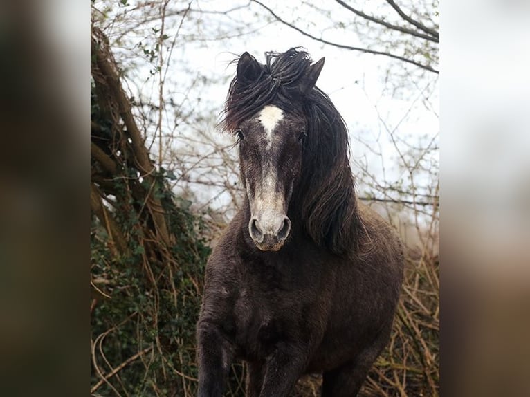 Berber Merrie 4 Jaar Buckskin in Harpstedt