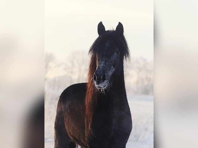 Berber Merrie 4 Jaar Buckskin in Harpstedt
