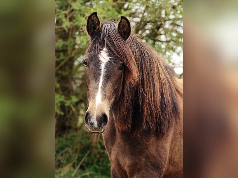 Berber Merrie 4 Jaar Buckskin in Harpstedt