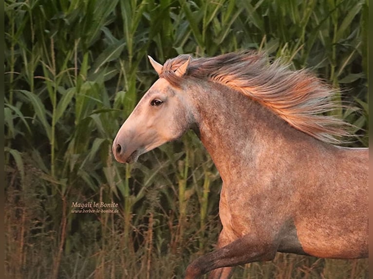 Berber Merrie 4 Jaar Buckskin in Harpstedt