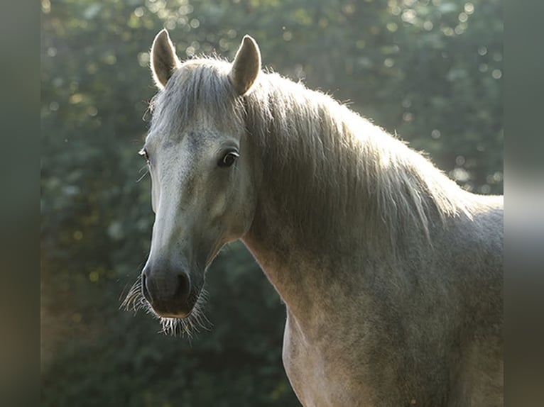 Berber Merrie 4 Jaar Buckskin in Harpstedt