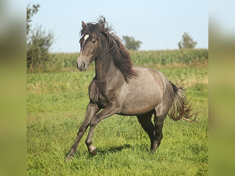 Berber Merrie 4 Jaar Buckskin in Harpstedt