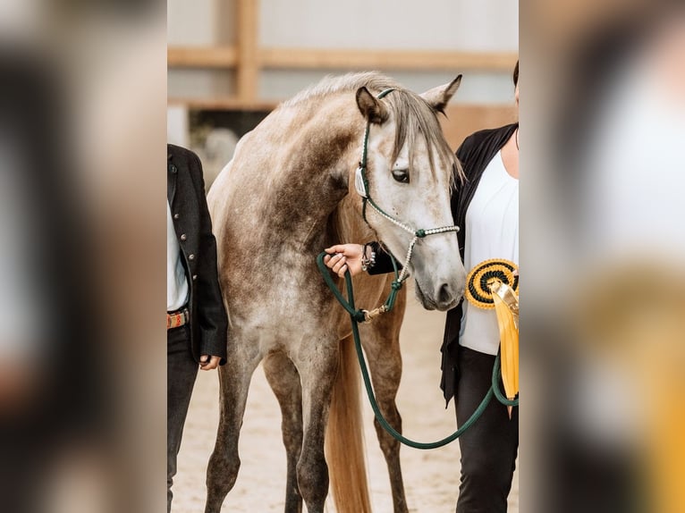 Berber Merrie 5 Jaar 153 cm Zwartschimmel in Schmalenberg