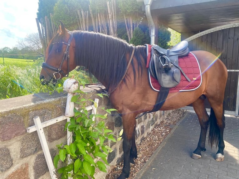 Berber Ruin 12 Jaar 154 cm Bruin in Ketzin