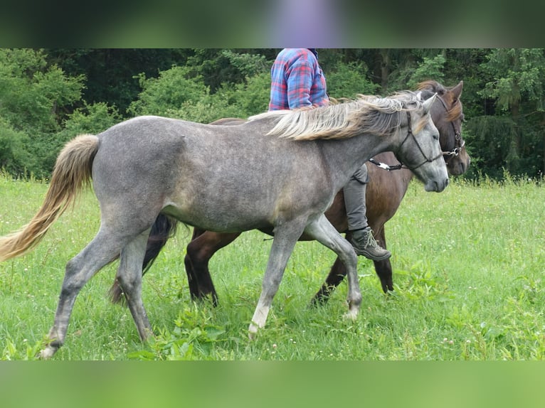 Berber Ruin 3 Jaar 155 cm Schimmel in Heidenburg