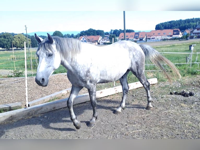 Berber Ruin 4 Jaar 153 cm Appelschimmel in Biberen