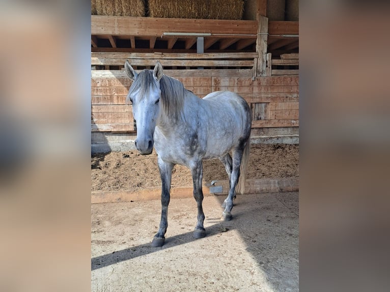 Berber Ruin 4 Jaar 153 cm Appelschimmel in Biberen