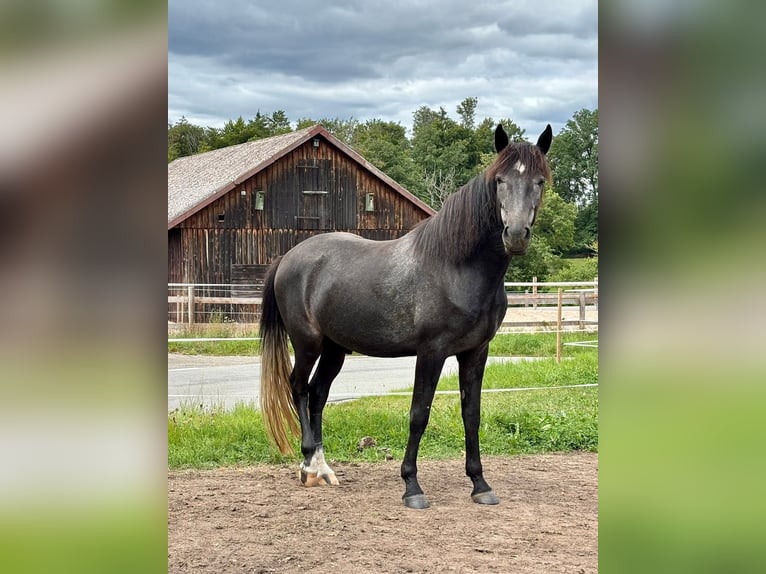 Berber Ruin 4 Jaar 161 cm Schimmel in Winnenden