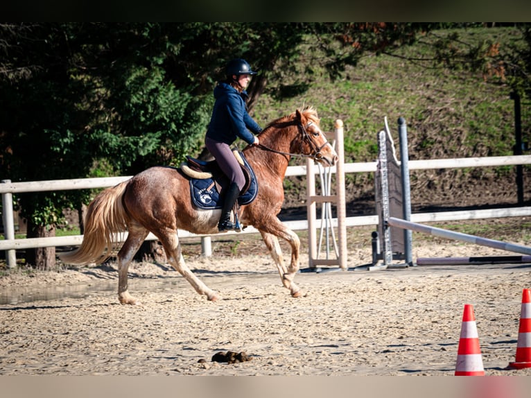 Berber Ruin 5 Jaar 154 cm Sabino in Goe