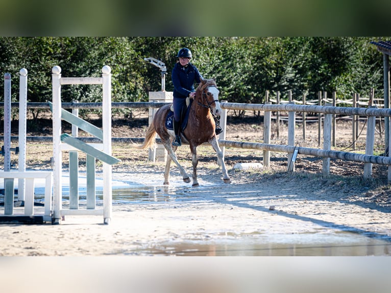 Berber Ruin 5 Jaar 154 cm Sabino in Goe