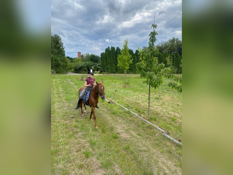 Berber Mix Ruin 7 Jaar 132 cm Vos in Ketzin